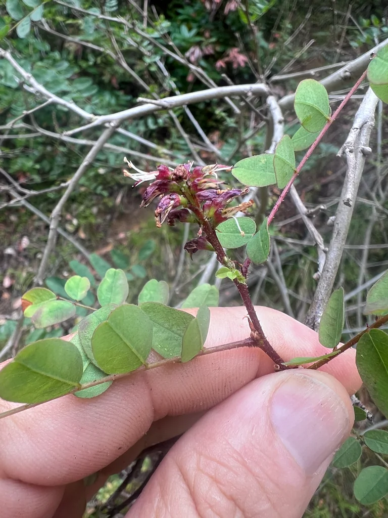 Amorpha Californica