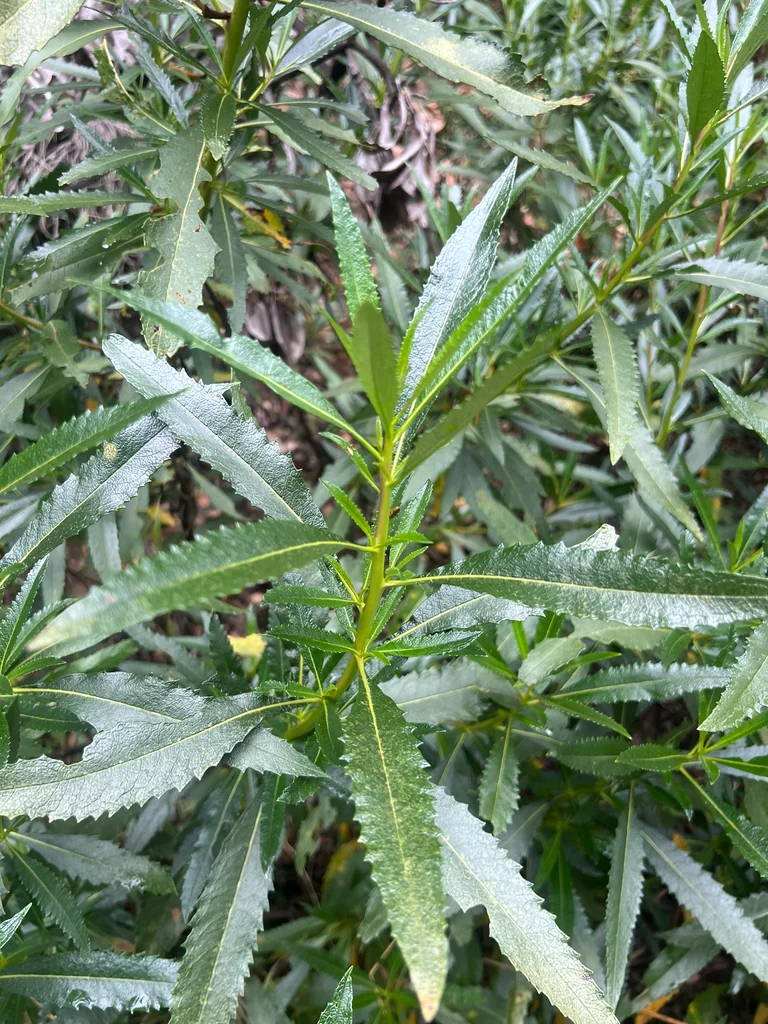 Eriodictyon Californicum