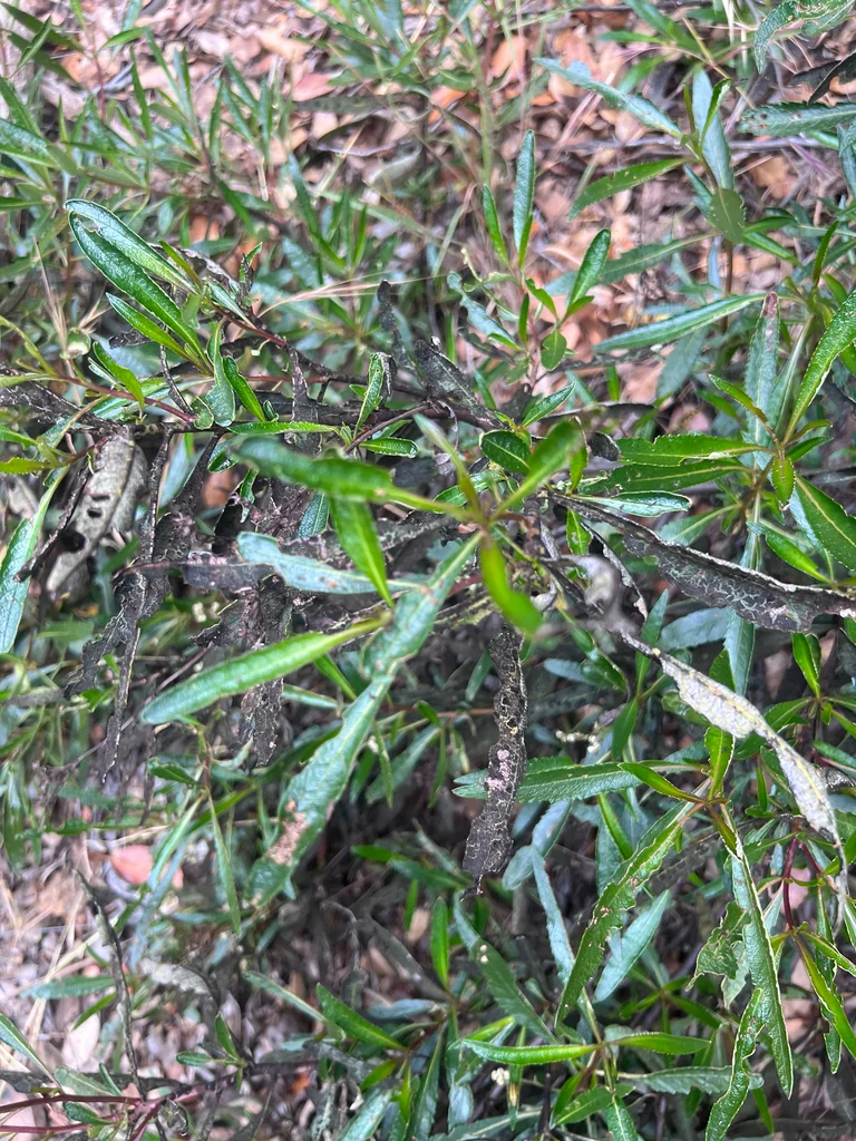 Eriodictyon Californicum