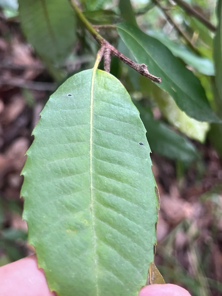 Notholithocarpus Densiflorus