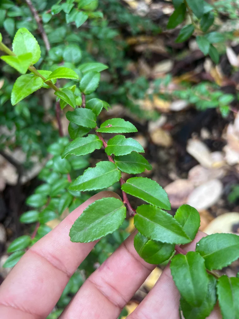 Vaccinium Ovatum