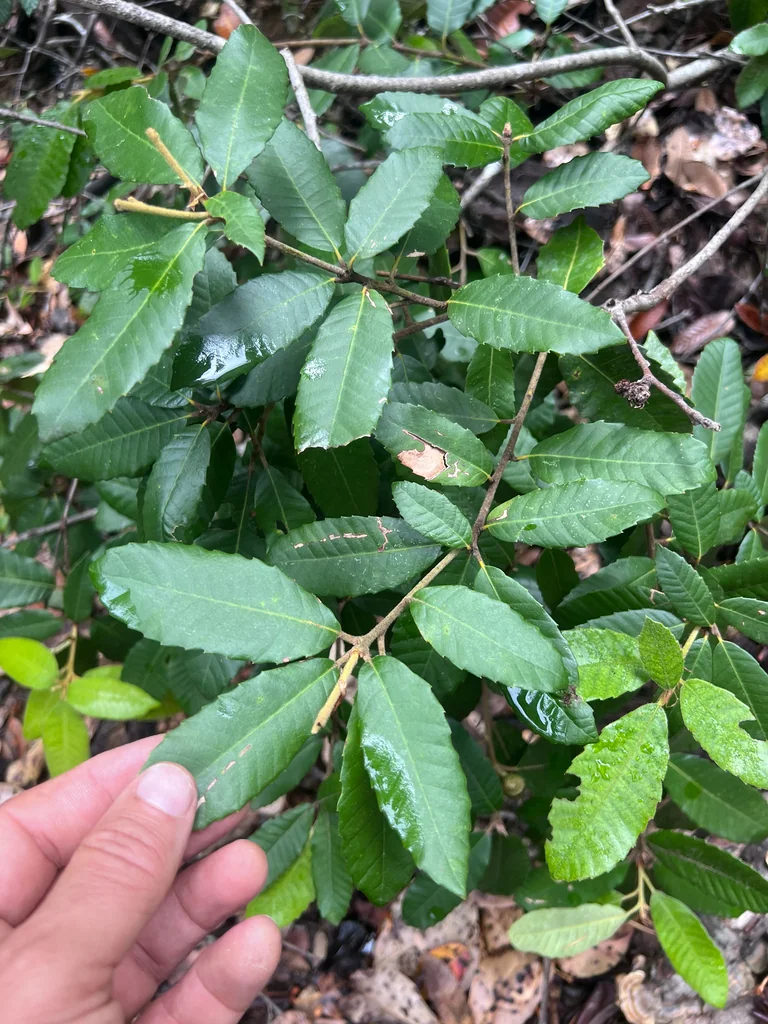Notholithocarpus Densiflorus
