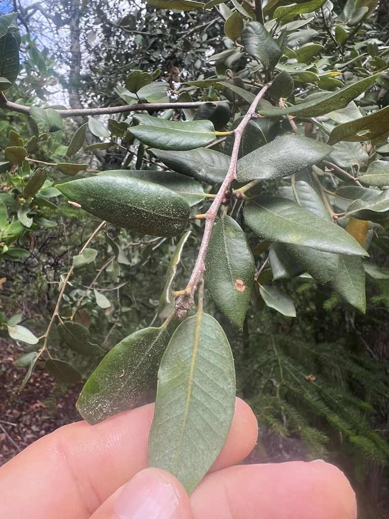 Quercus Chrysolepis