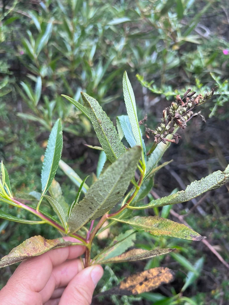 Eriodictyon Californicum