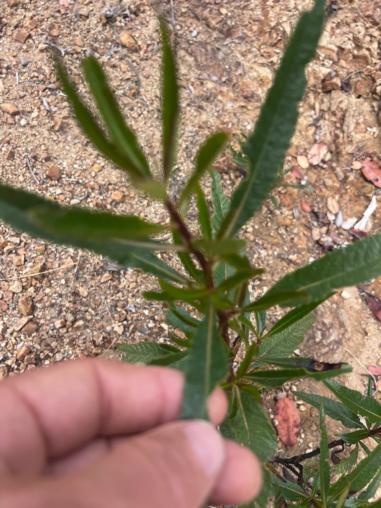 Eriodictyon Californicum