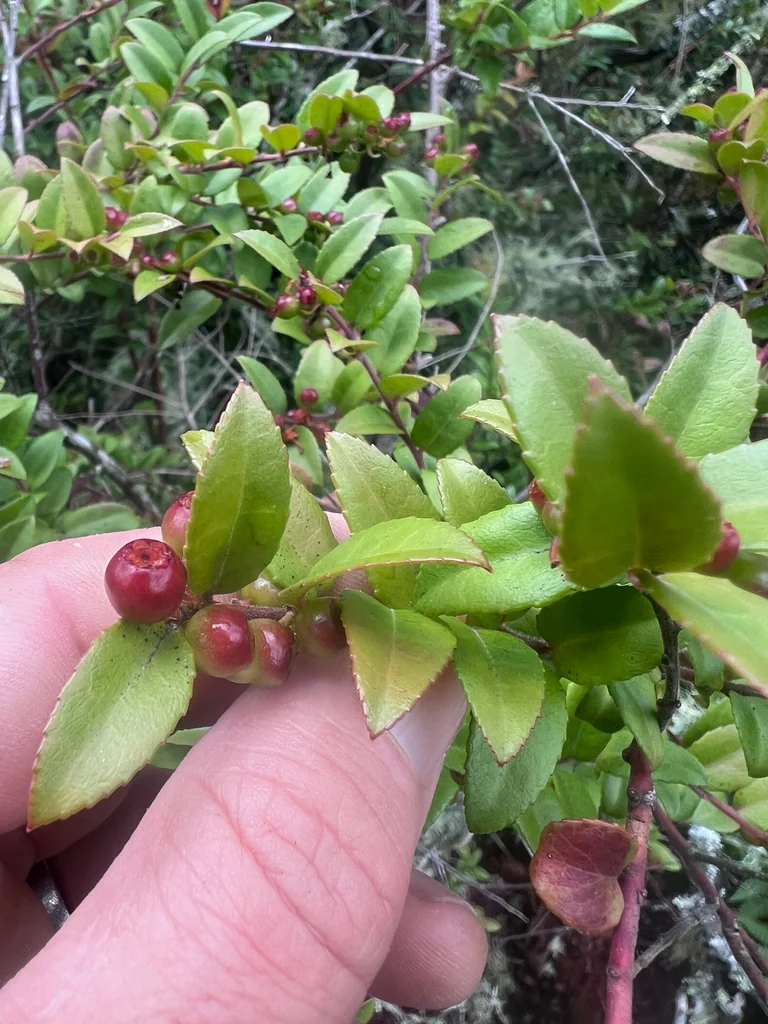 Vaccinium Ovatum