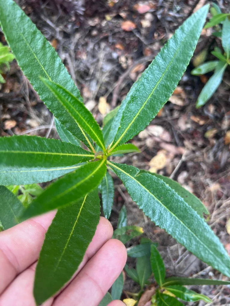 Eriodictyon Californicum