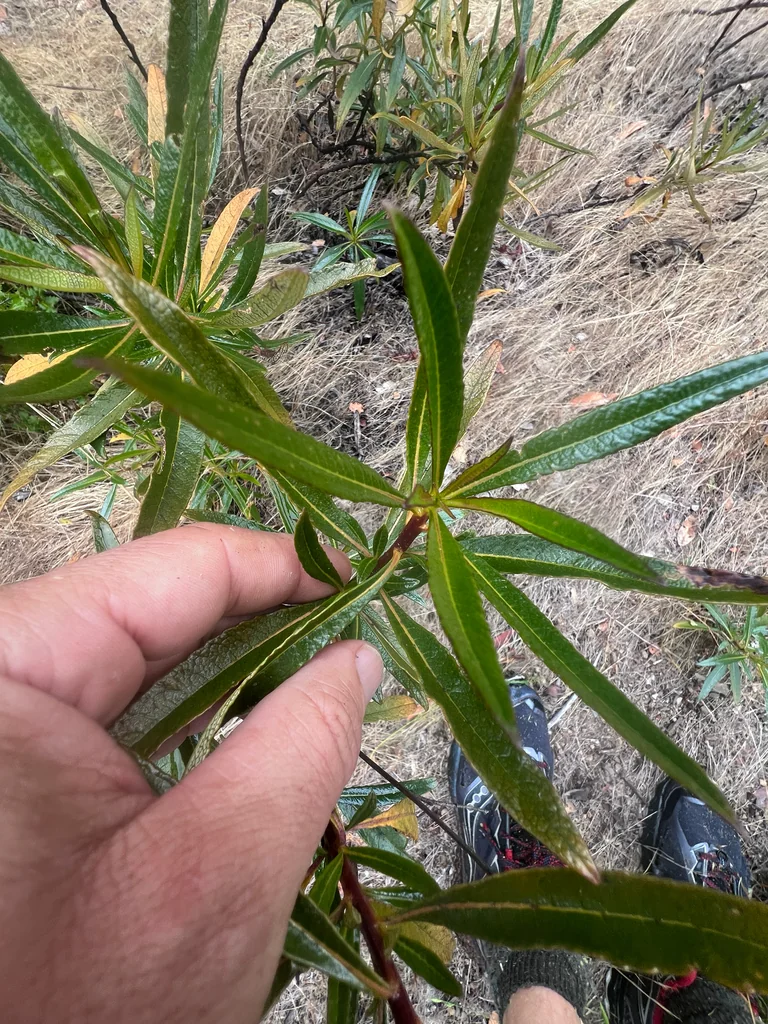 Eriodictyon Californicum