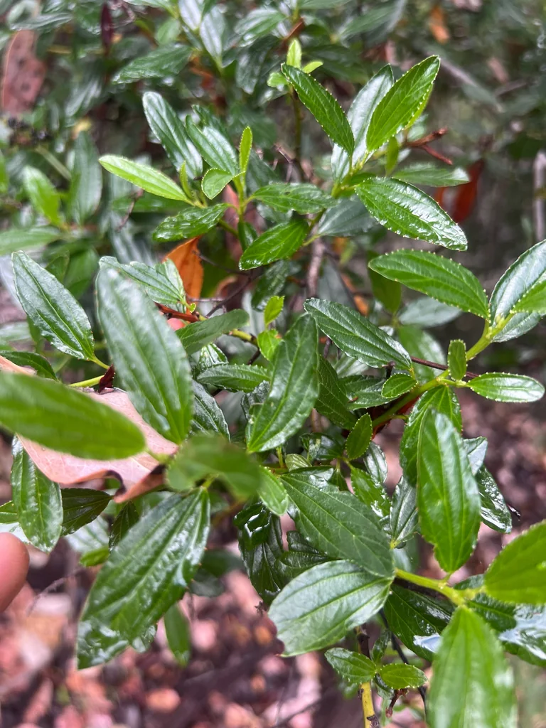 Ceanothus Thyrsiflorus