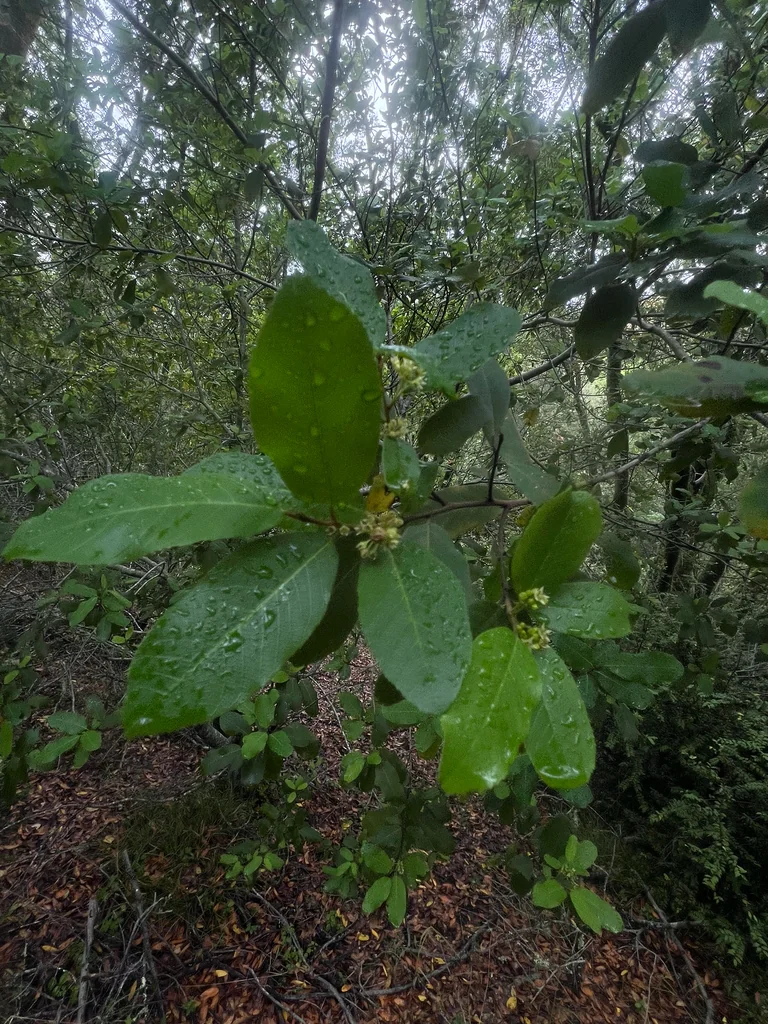 Frangula Californica