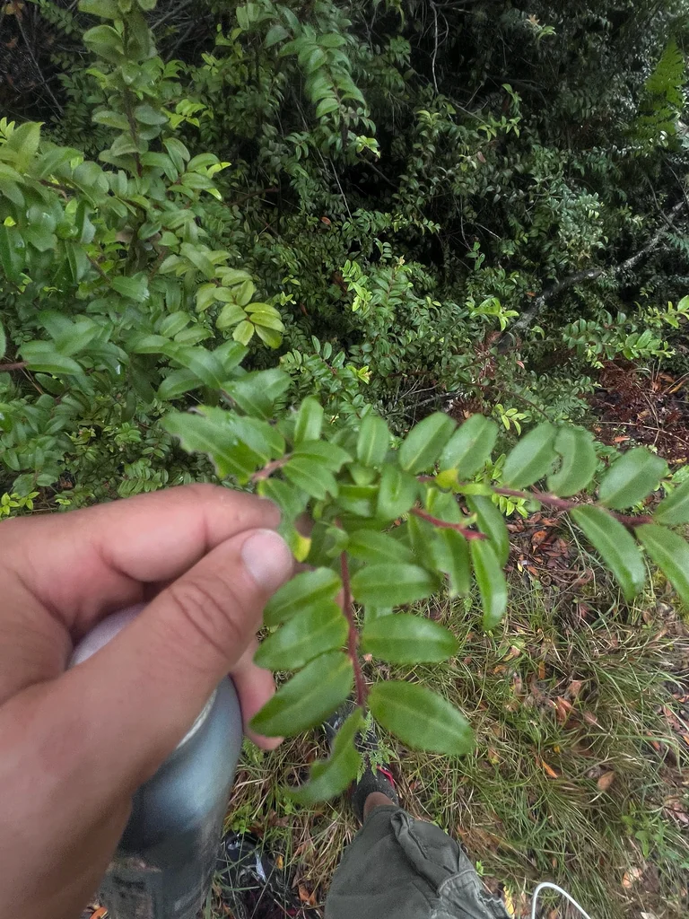 Vaccinium Ovatum