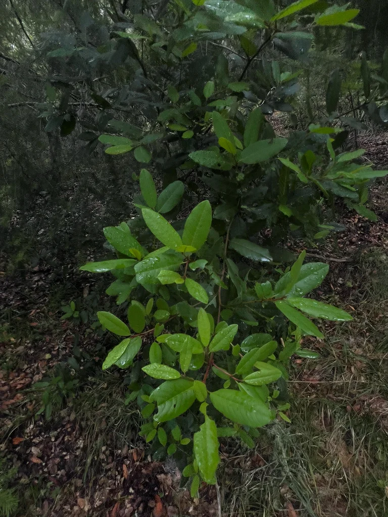 Frangula Californica