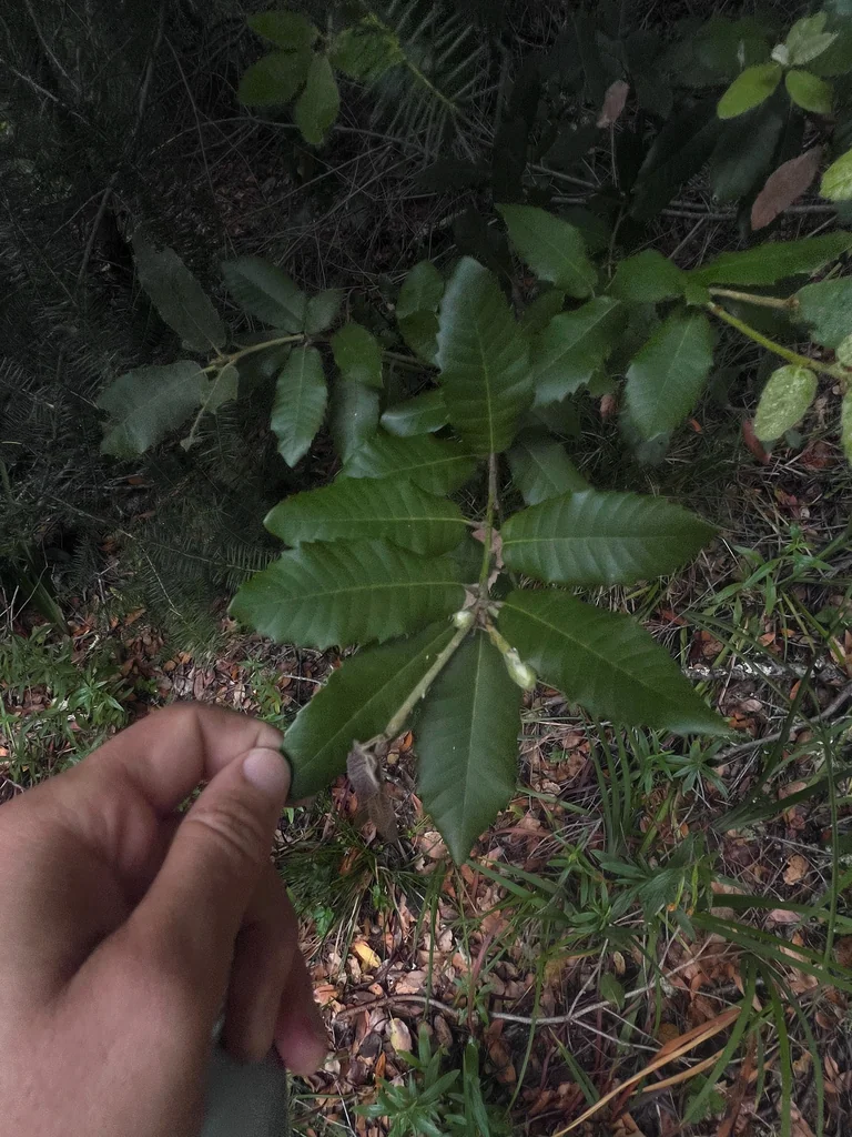Notholithocarpus Densiflorus