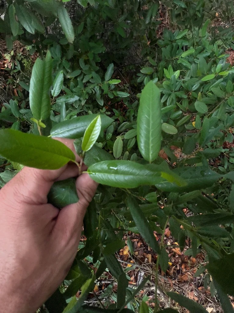 Frangula Californica