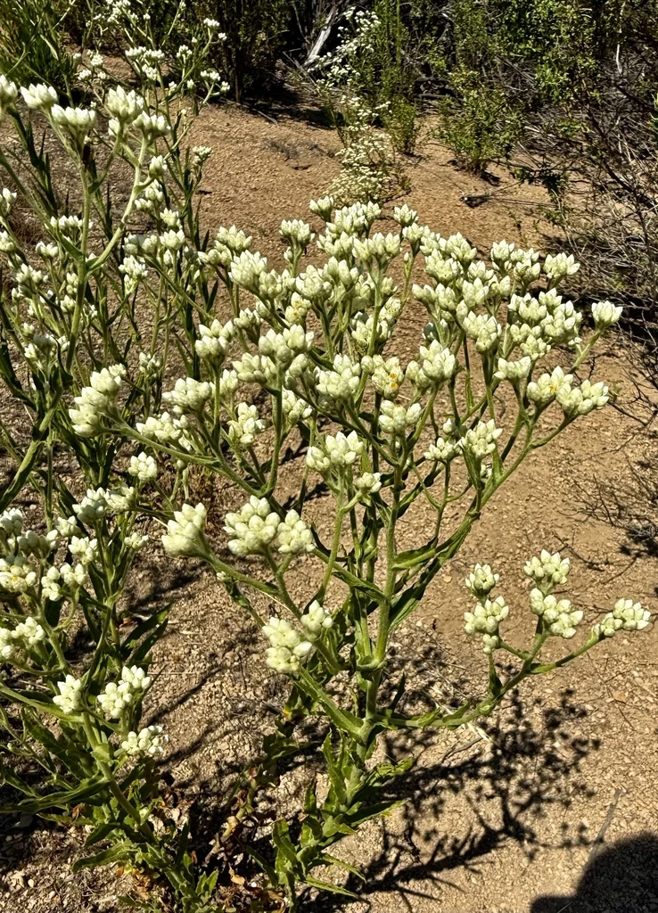 Pseudognaphalium Californicum