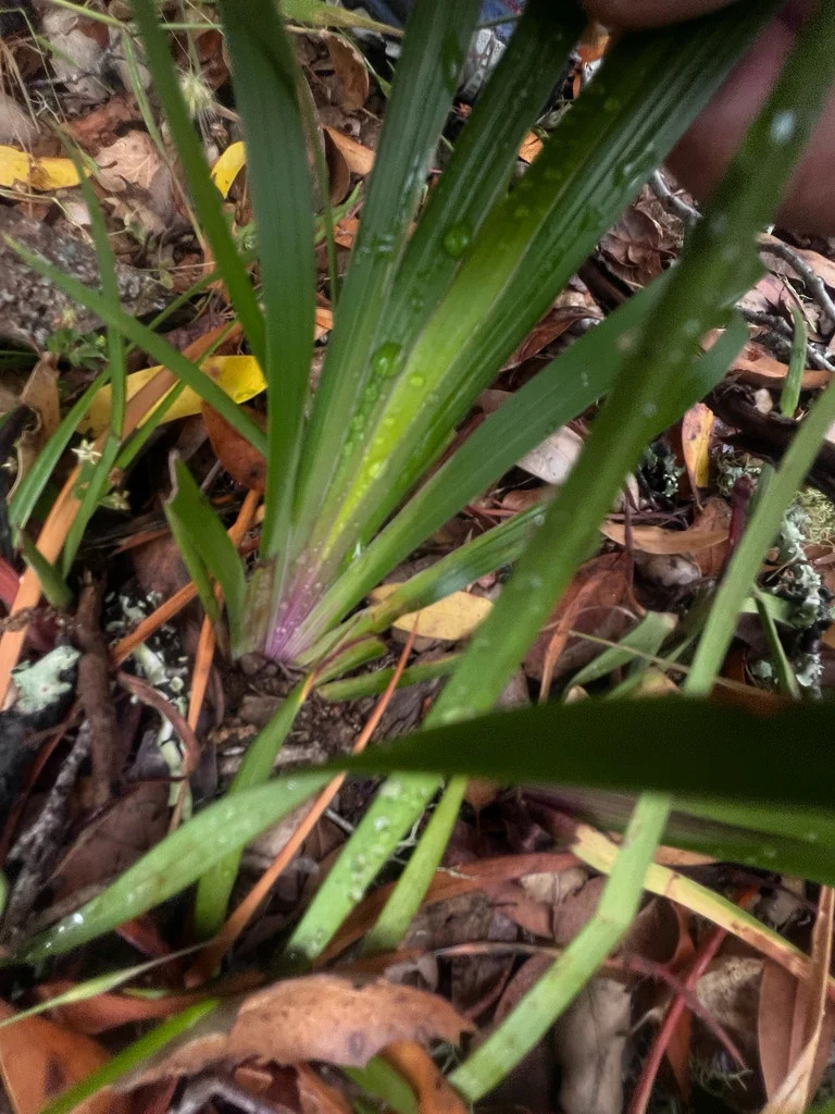 Iris Douglasiana
