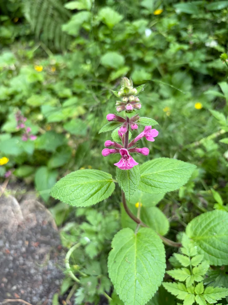 Stachys chamissonis