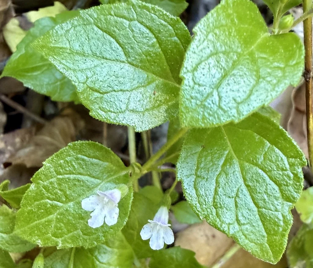 Satureja Douglasii