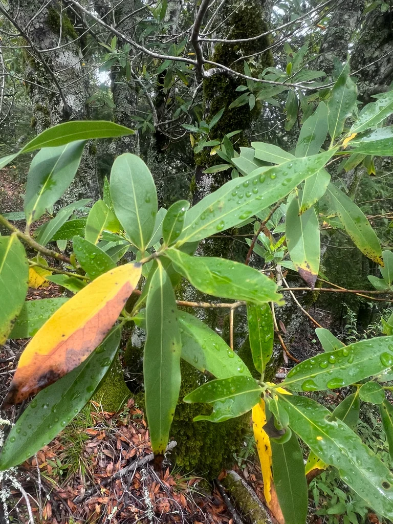 Umbellularia Californica