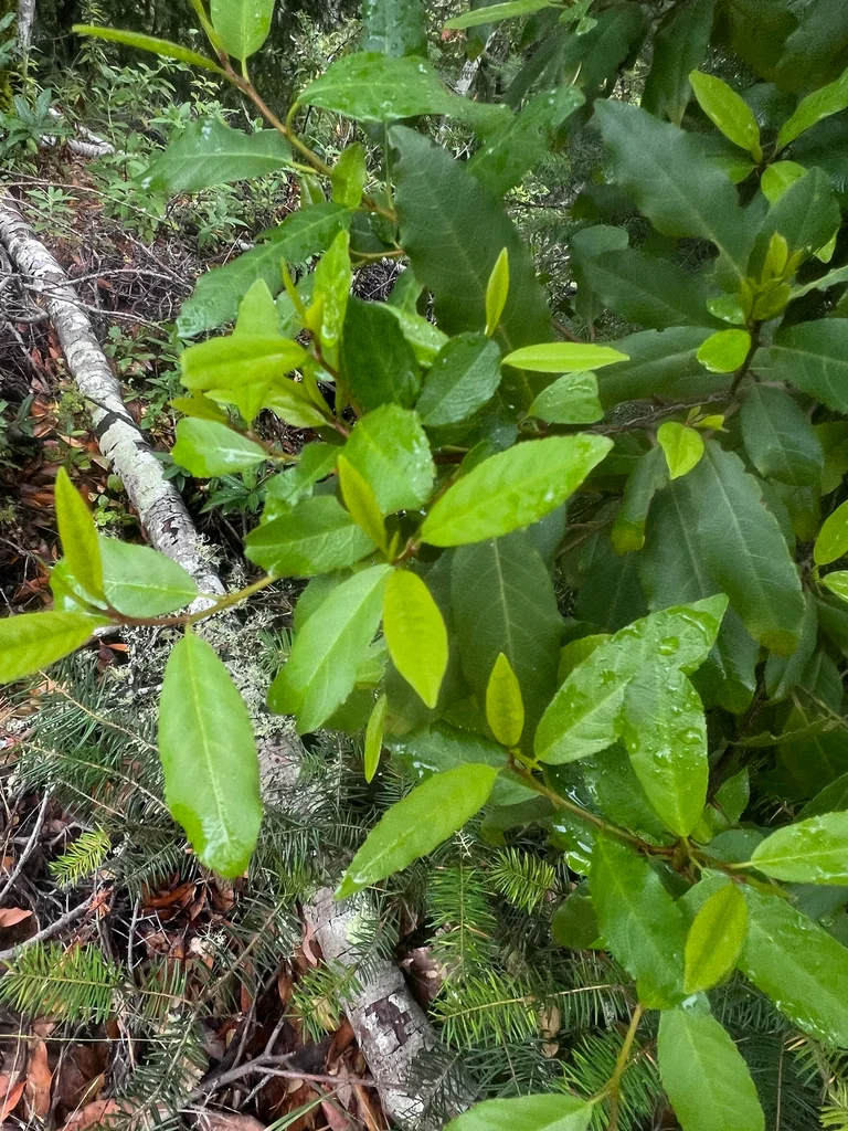 Frangula Californica