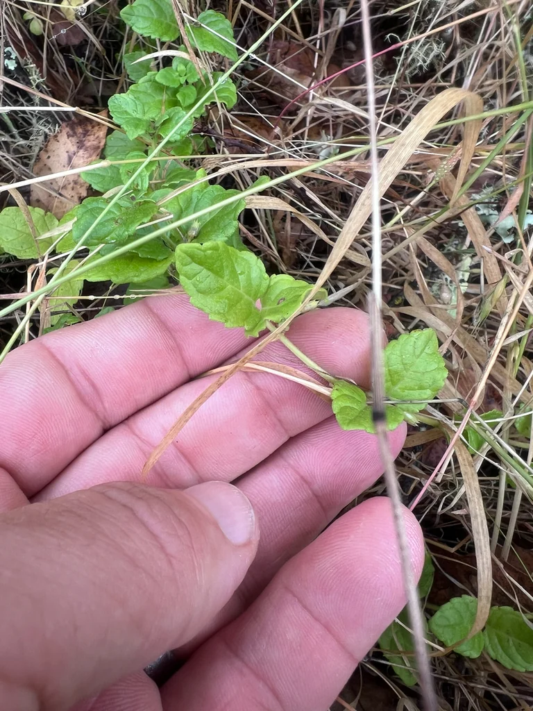 Satureja Douglasii