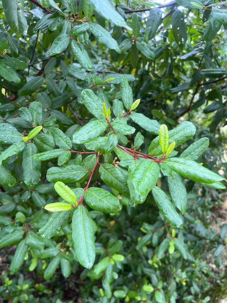 Frangula Californica