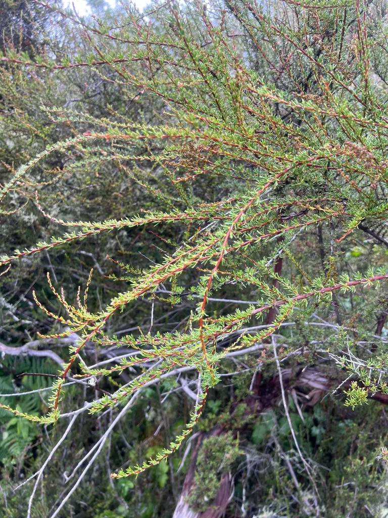 Adenostoma Fasciculatum
