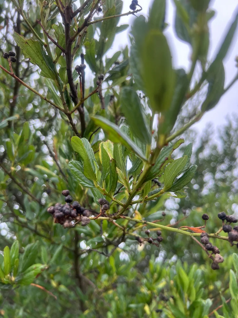 Ceanothus Thyrsiflorus