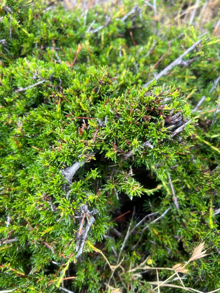 Adenostoma Fasciculatum