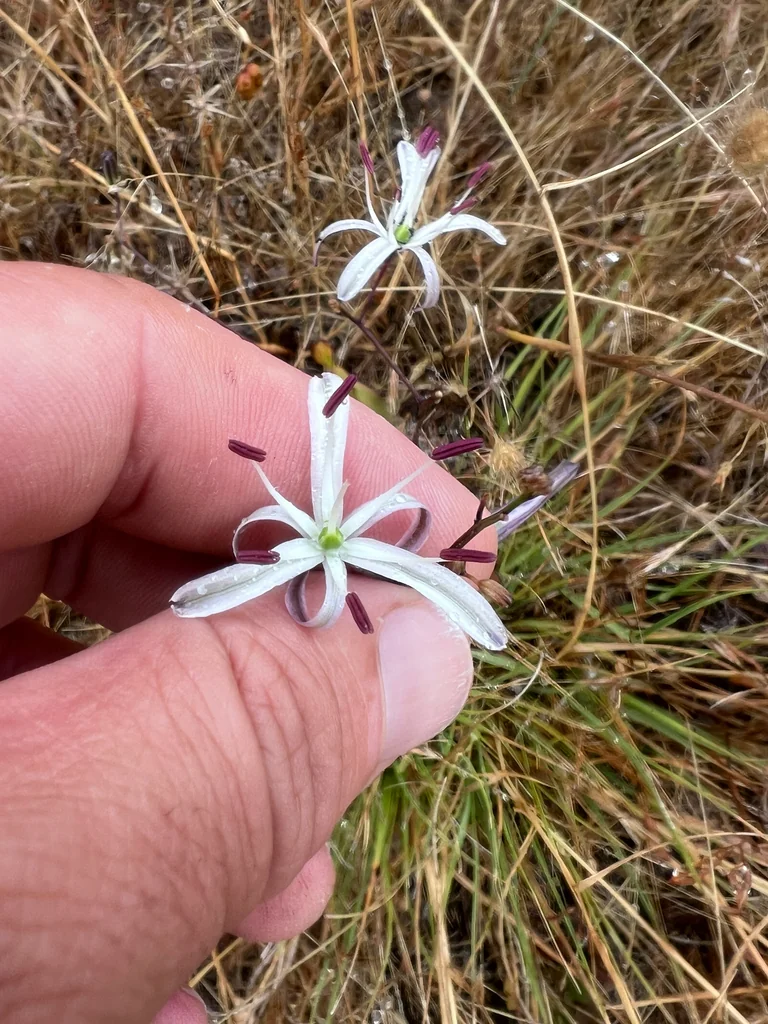 Chlorogalum Pomeridianum