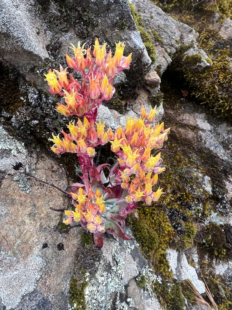 Dudleya Cymosa