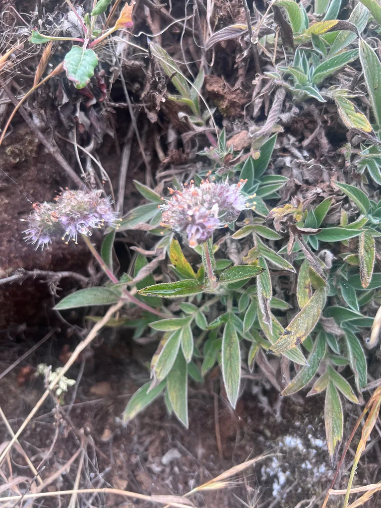 Phacelia Californica