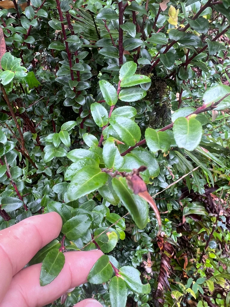 Vaccinium Ovatum