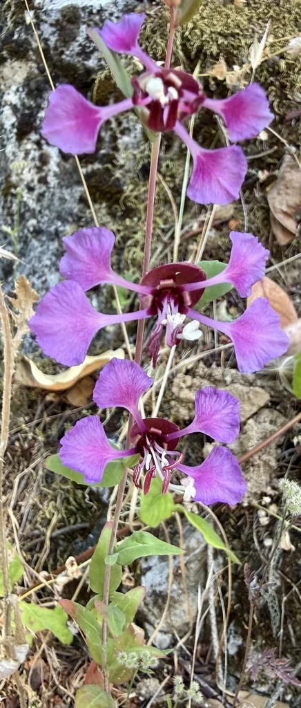 Clarkia Unguiculata