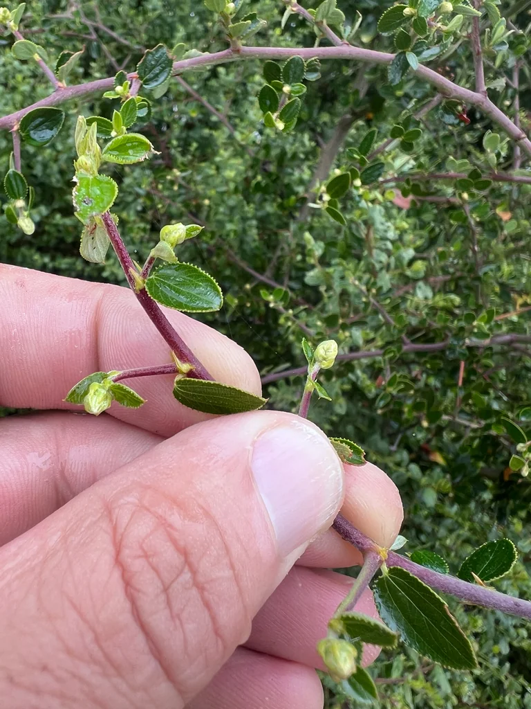 Ceanothus Oliganthus