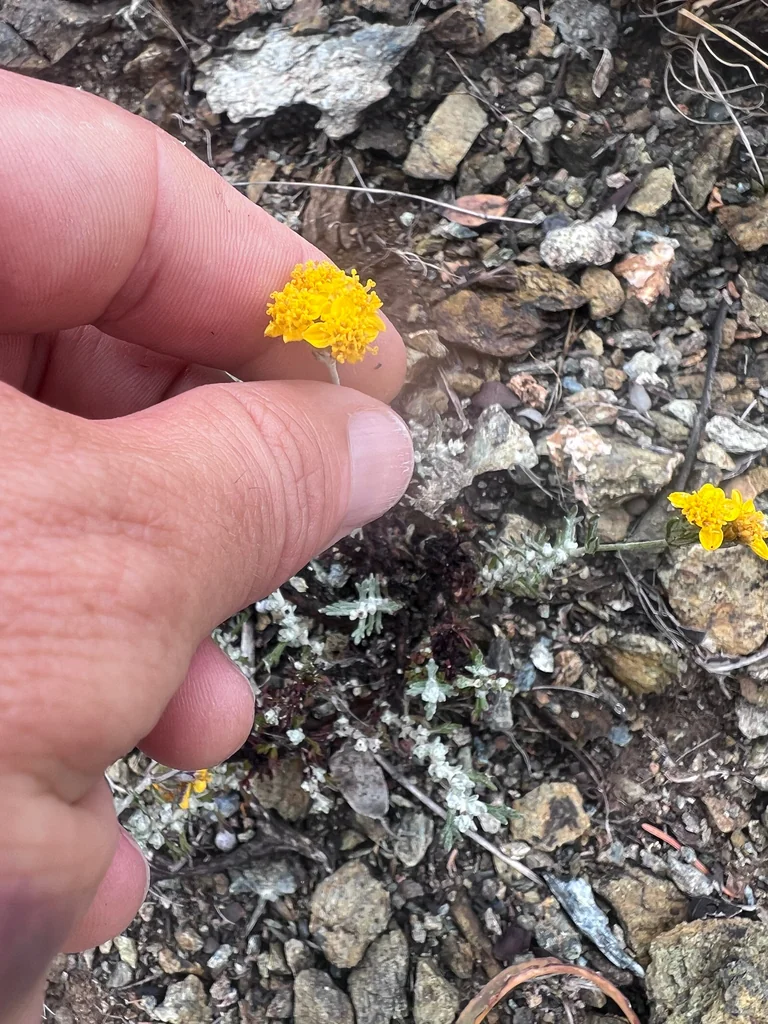 Eriophyllum Confertiflorum