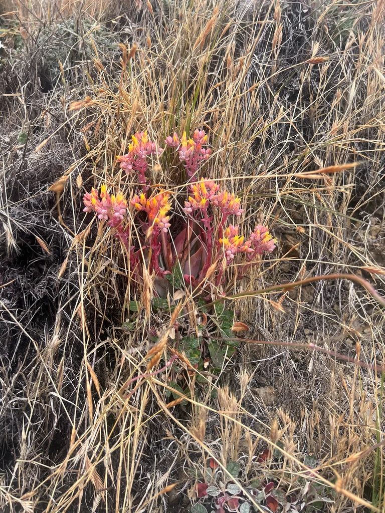 Dudleya Cymosa