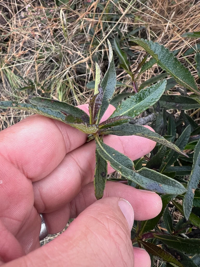 Eriodictyon Californicum