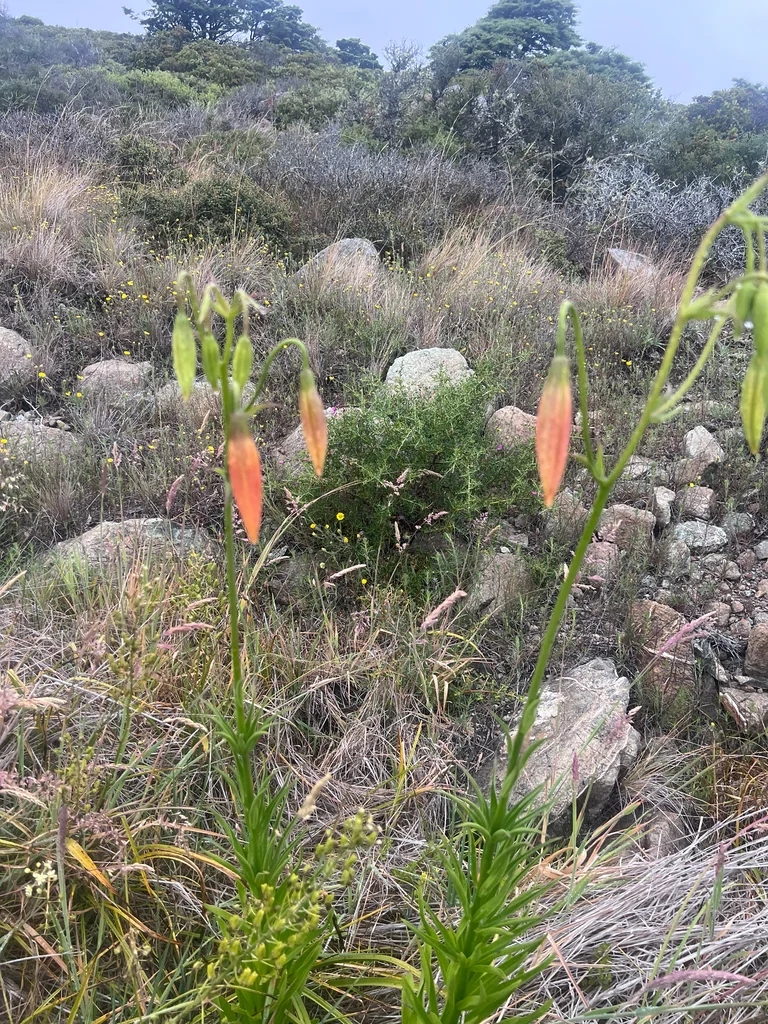 Lilium Pardalinum