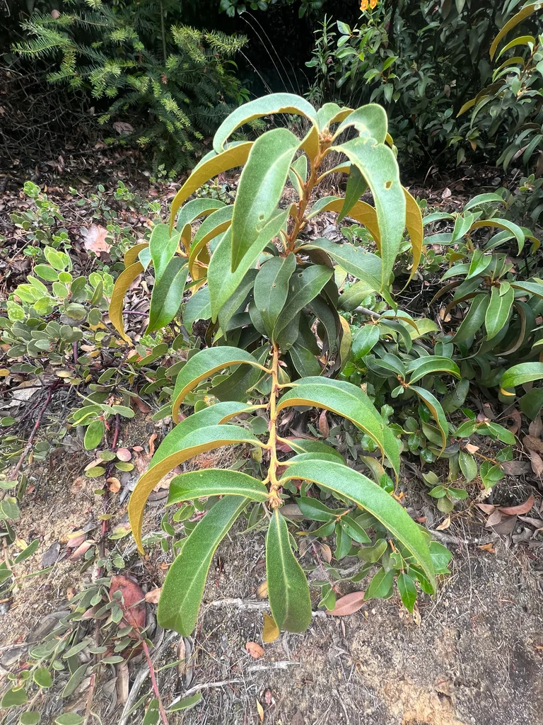 Chrysolepis Chrysophylla