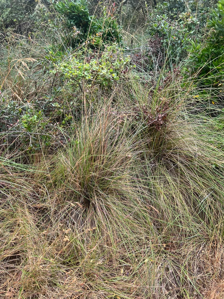 Festuca Californica