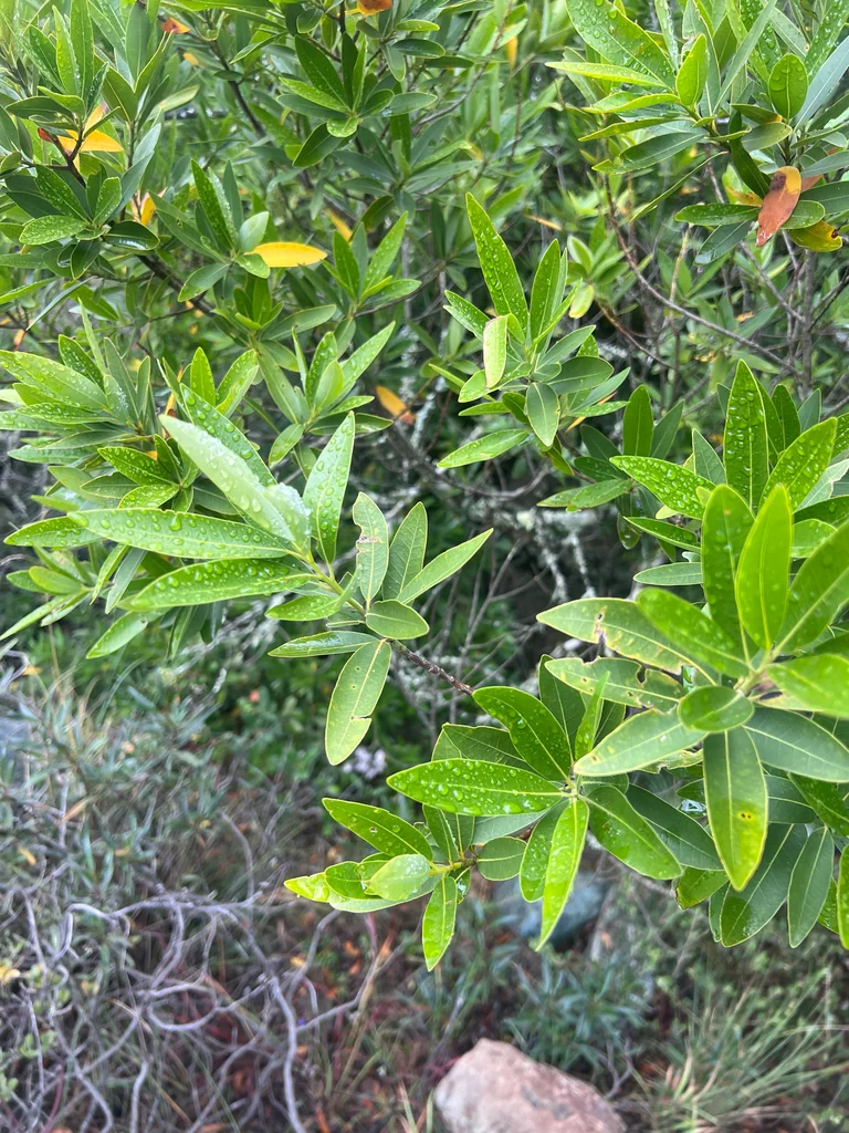 Umbellularia Californica