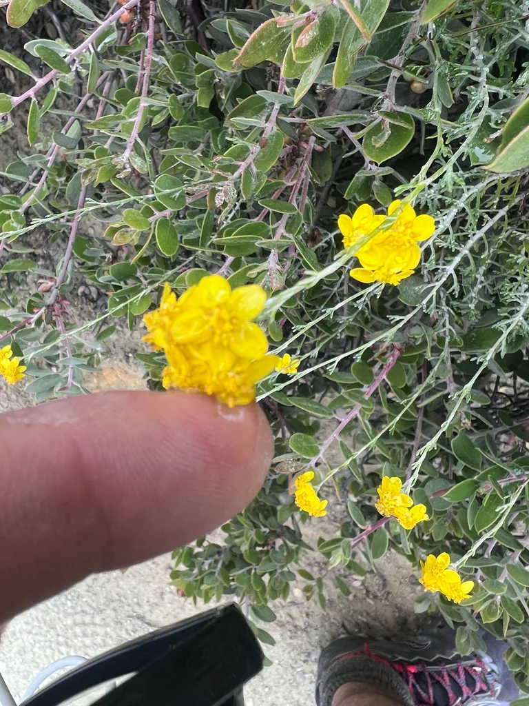 Eriophyllum Confertiflorum