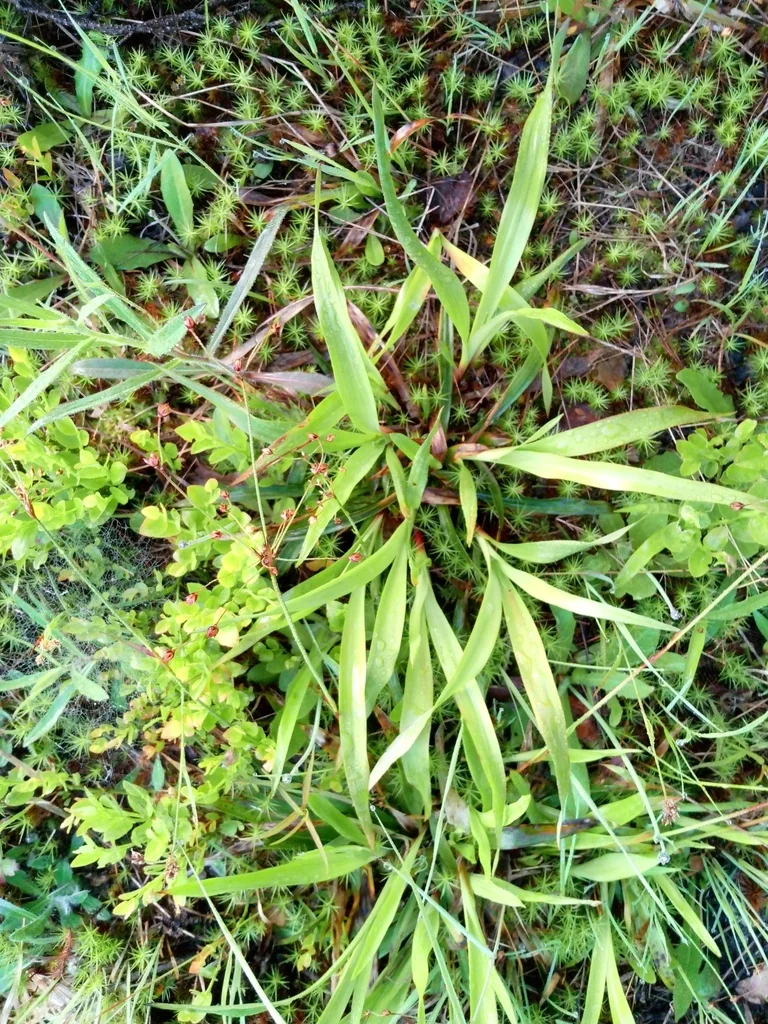 Luzula Pilosa