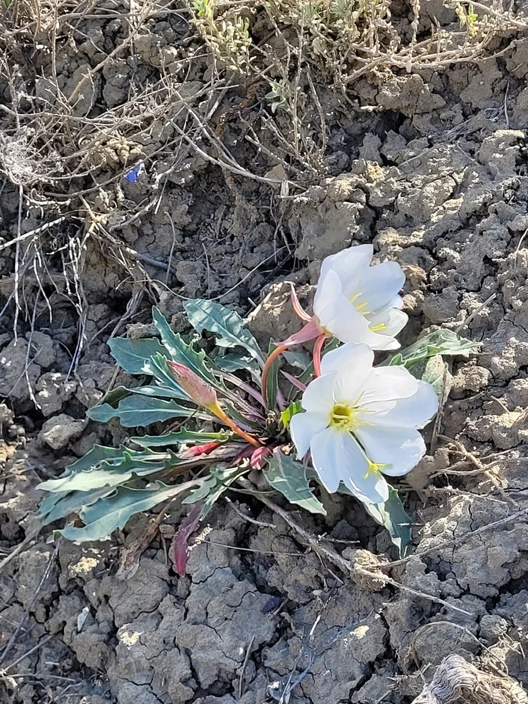 Oenothera Caespitosa