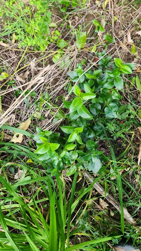 Vinca major