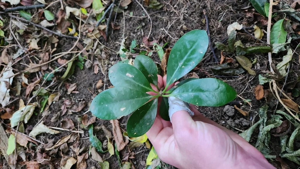 Corynocarpus Laevigatus