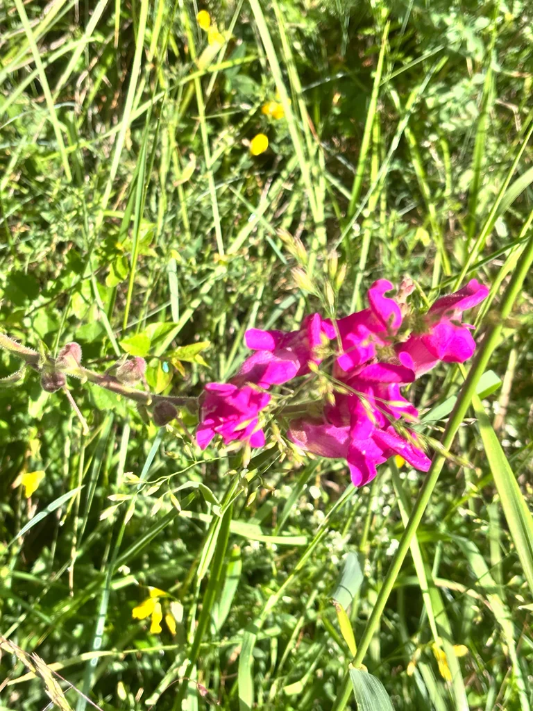 Antirrhinum Majus