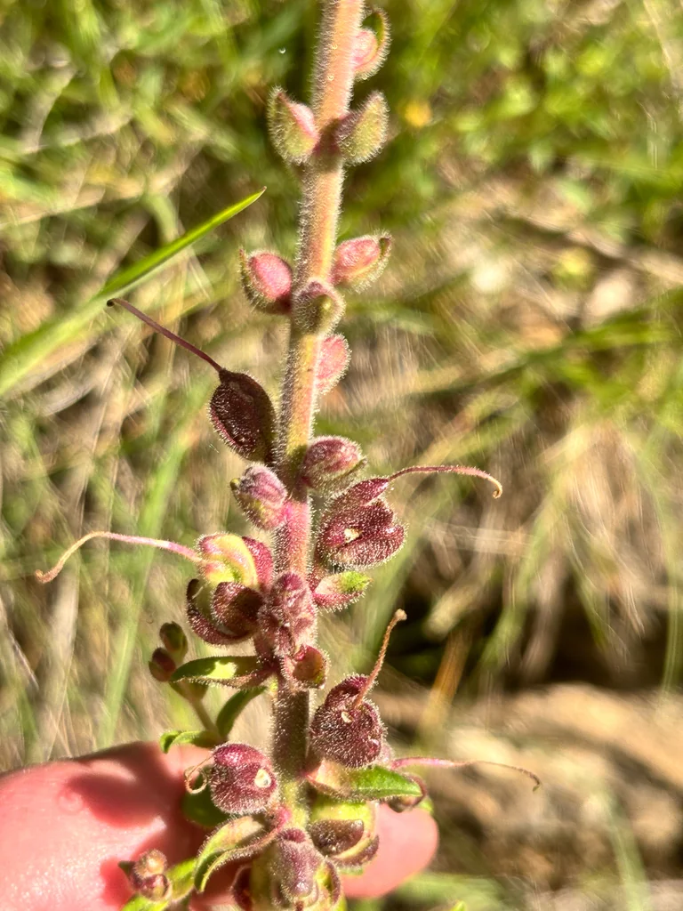 Antirrhinum Majus