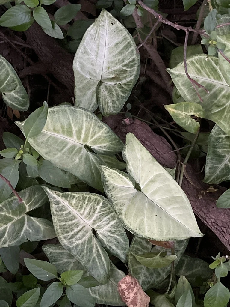 Syngonium podophyllum